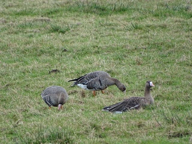 的巴林队 的巴林队