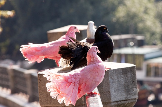 全力淘汰上 全力淘汰上
